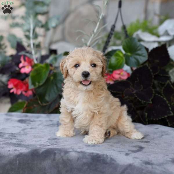 Cooper, Bich-Poo Puppy